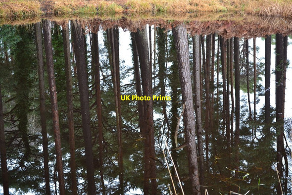 Photo 6"x4" Woodland reflected in pond at The Warren St Ives\/SU1204 c2019