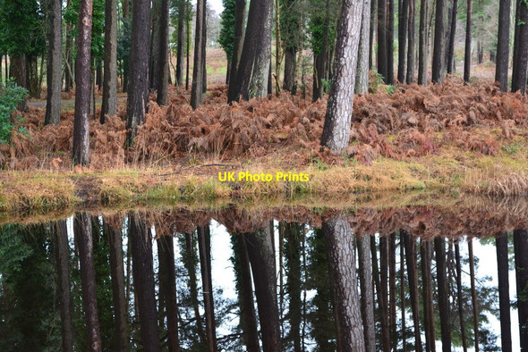 Photo 6"x4" Woodland and pond at The Warren St Ives\/SU1204 c2019