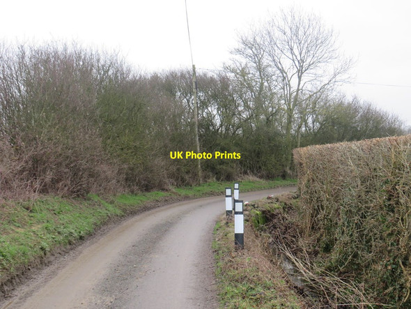 Photo 6"x4" Country lane near Manuden Mallows Green c2020 P1