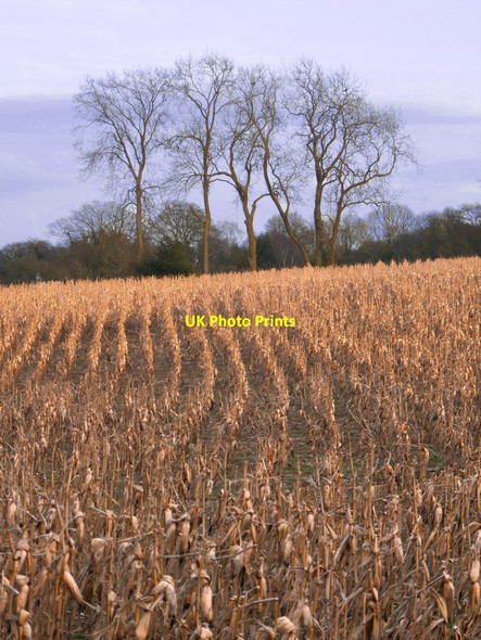 Photo 6"x4" Standing maize crop north of Wotton church Wotton\/TQ1247 c2020