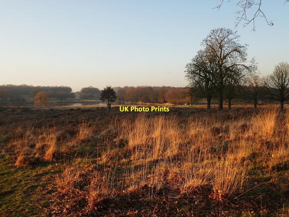 Photo 6"x4" View towards the Pen Ponds from Lawn Plantation, Richmond Park Kingston Upon Thames c2020