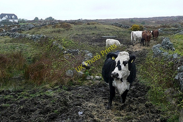 Photo 6"x4" An Spid\u00c3\u00a9al L\u00c3\u00a1ir (Spiddle Middle) Spiddle c2009