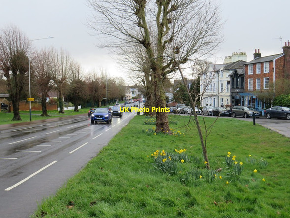 Photo 6"x4" Daffodils on the verge, Southborough Modest Corner c2020