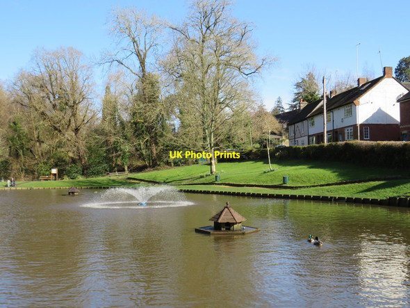 Photo 6"x4" Ducks on the pond, Southborough Modest Corner c2020