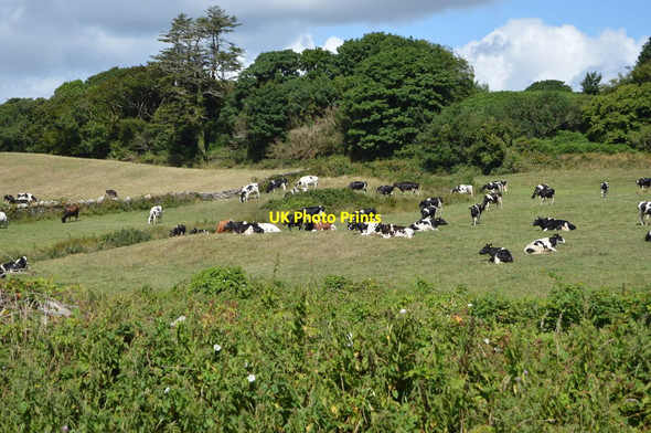 Photo 6"x4" Cattle Grazing Glandore c2018