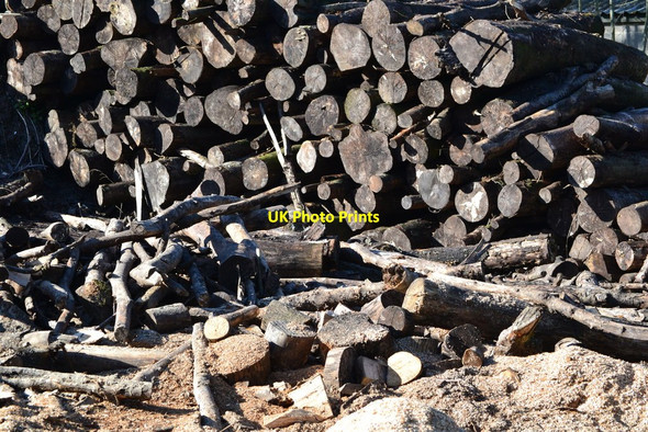 Photo 6"x4" Logs at Charlton Sawmill Charlton\/SU8812 c2020