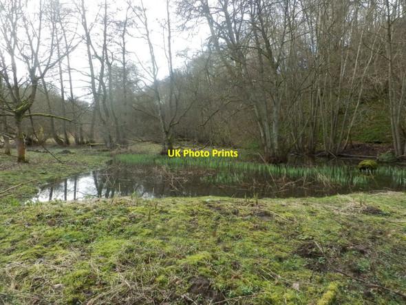 Photo 6"x4" Old mill pond, Deepdale Nature Reserve Barnard Castle c2020
