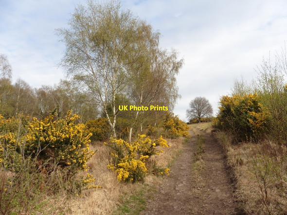 Photo 6"x4" Bridleway on Alcombe Common Cowbridge\/SS9542 c2020