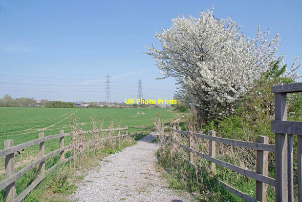 Photo 6"x4" Cherry Blossom by The Bridleway Corringham\/TQ7083 c2020