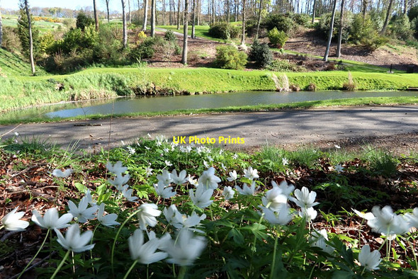Photo 6"x4" Pond in Ravens Dean, Close House Houghton\/NZ1266 c2020