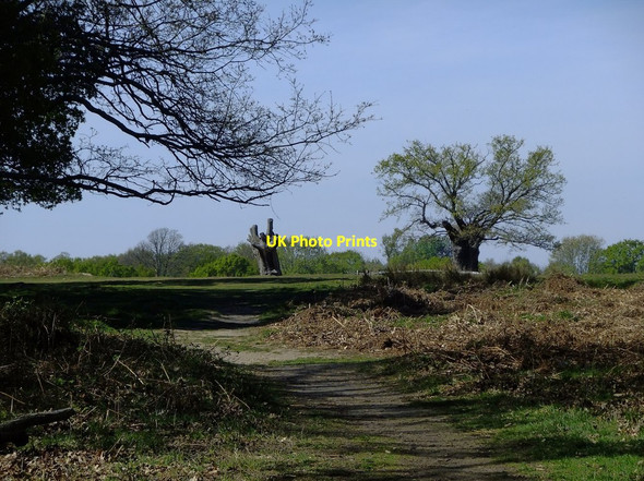 Photo 6"x4" Oaks near Holly Lodge paddock Richmond\/TQ1874 c2020