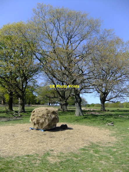 Photo 6"x4" Hay-bale by Sawpits Plantation, Richmond Park Richmond\/TQ1874 c2020
