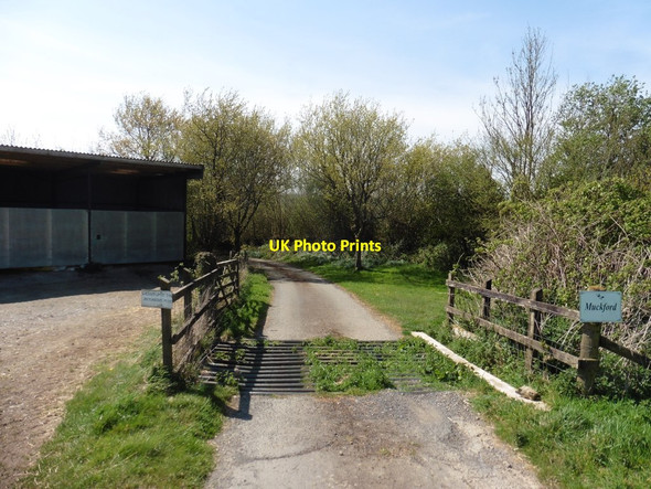 Photo 6"x4" Cattle grid on lane to Muckford Ash Mill c2020