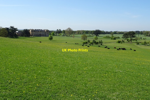 Photo 6"x4" Cattle in Croome Park Dunstall Common c2020