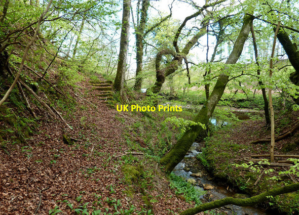 Photo 6"x4" Overgrown steps on the Sawmill Walk Ruglen c2020