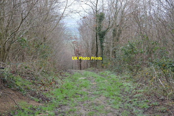 Photo 6"x4" Bridleway, Ratcombe Wood Knighton\/ST6111 c2018