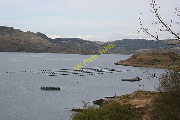 Photo 6"x4" Mussel Farming Arduaine c2009