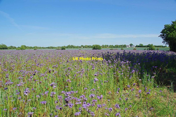Photo 6"x4" Lacy Phacelia by the Byway (For Happy Bees) Pigstye Green c2020
