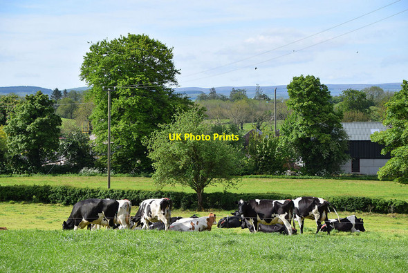 Photo 6"x4" Cattle in a field, Ballynasaggart Ballygawley\/H6357 c2020