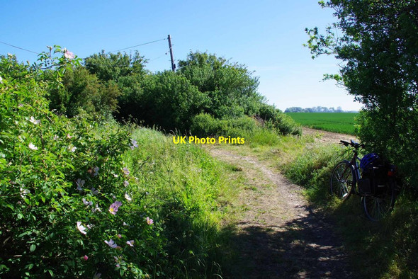 Photo 6"x4" Dog Rose by Kents Lane Byway Tilegate Green c2020