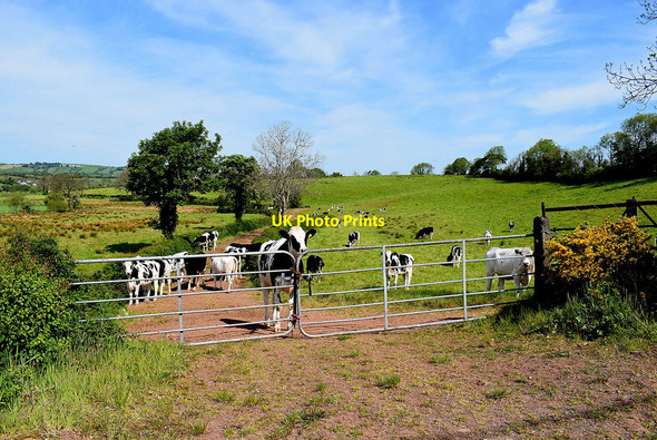 Photo 6"x4" Cattle in a field, Dunnamona Dromore\/H3562 c2020