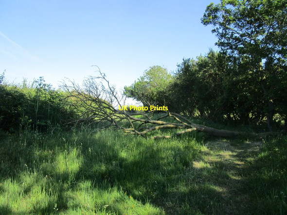 Photo 6"x4" Fallen tree on a Restricted Byway Aisby\/TF0138 c2020