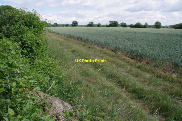 Photo 6"x4" Spring Cereal & Bridleway to Sugar Lane Gainsford End c2020