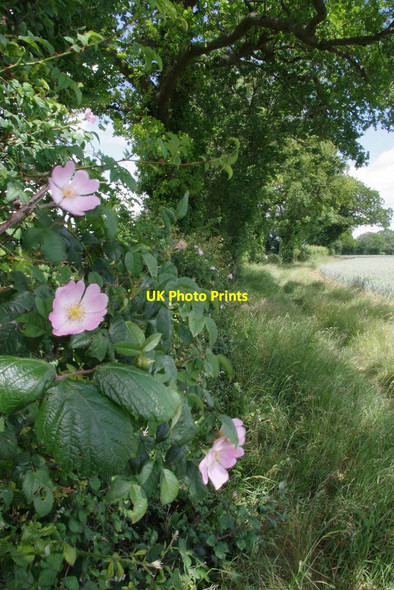Photo 6"x4" Dog Rose & Bridleway to Sugar Lane Gainsford End c2020