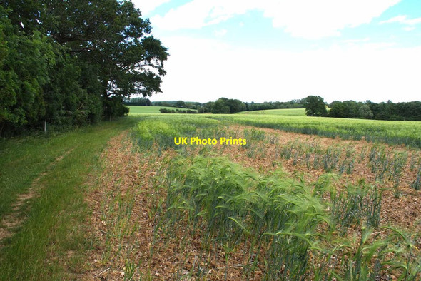 Photo 6"x4" Winter Barley by the Bridleway Gainsford End c2020