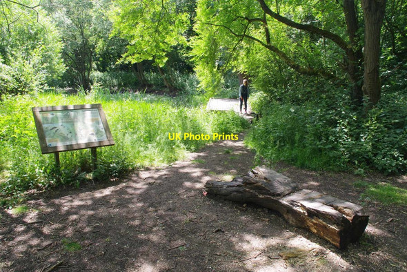 Photo 6"x4" The Damsel Fly Pond Romford\/TQ5289 c2020