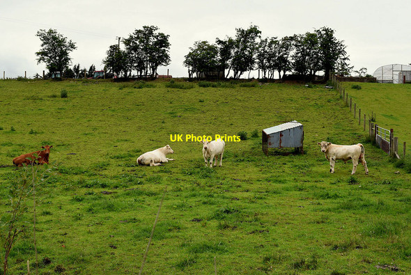 Photo 6"x4" Cattle, Bracky Beragh c2020
