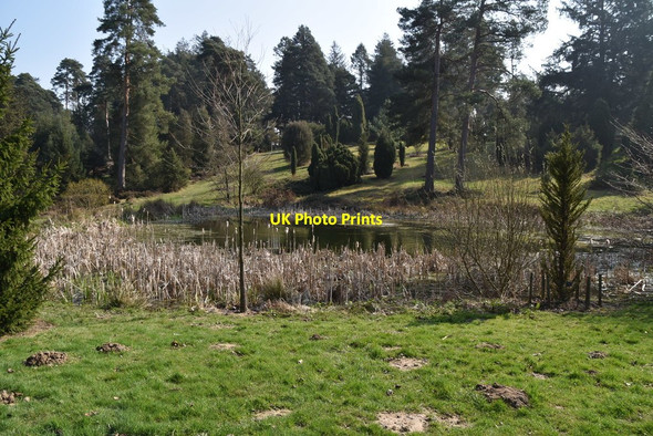 Photo 6"x4" Pond, Bedgebury Pinetum Bedgebury Cross c2019