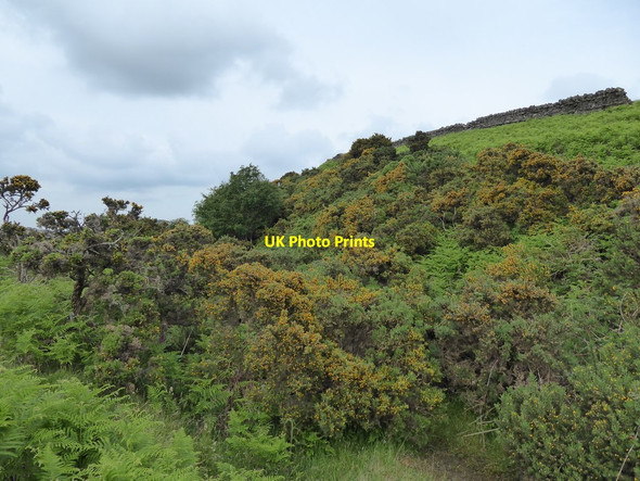 Photo 6"x4" Overgrown railway cutting near Middles Farm Horsleyhope c2020