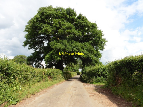 Photo 6"x4" Minor road near Eastwood Manor Greendown\/ST5753 c2020