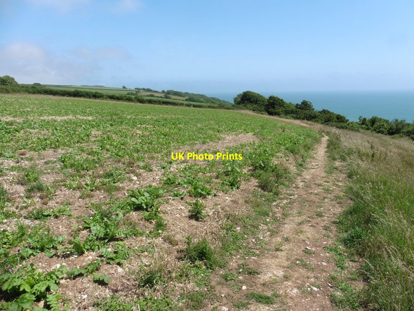 Photo 6"x4" Coastal path above Haven Cliff Seaton\/SY2490 c2020