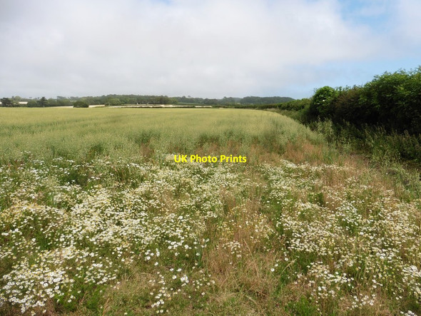 Photo 6"x4" Field of Oats, above Dowlands Cliffs Rousdon c2020