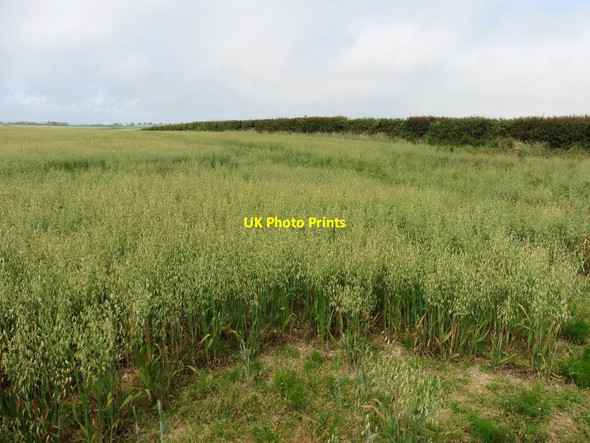 Photo 6"x4" Field of Oats, above Dowlands Cliffs Rousdon c2020