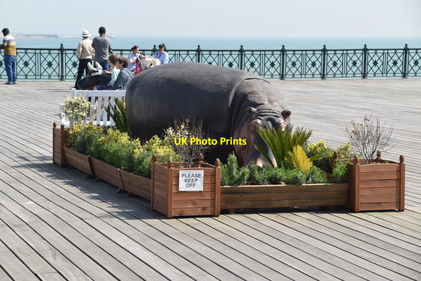 Photo 6"x4" Hippo on the pier Hastings\/TQ8110 c2019