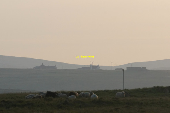 Photo 6"x4" Sheep in the sunset, Haroldswick Bothen c2020