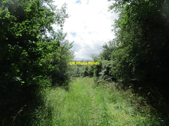 Photo 6"x4" Bridleway near Vicarage Spinney Thrapston c2020
