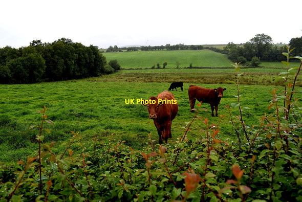 Photo 6"x4" Cattle, Gortnacreagh Mountjoy\/H4277 c2020