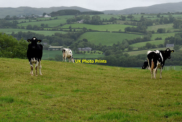 Photo 6"x4" Cattle, Gortinagin Mountjoy\/H4277 c2020