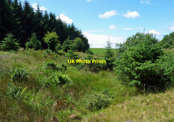 Photo 6"x4" Overgrown quarry pool Kirkoswald\/NS2407 c2020