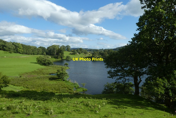 Photo 6"x4" Canada Geese on Loughrigg Tarn Skelwith Bridge c2020