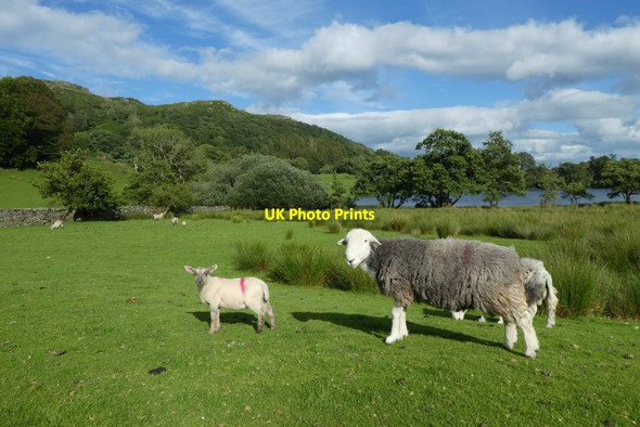 Photo 6"x4" Ewe and lamb near Loughrigg Tarn Skelwith Bridge c2020