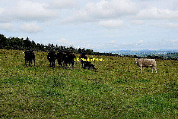 Photo 6"x4" Cattle, Grange Newtownstewart c2020