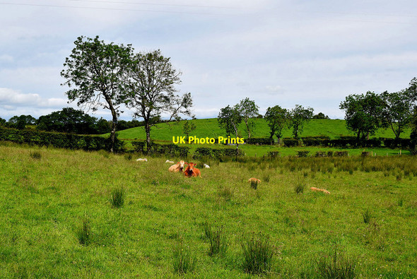 Photo 6"x4" Cattle, Kilgort Seskinore c2020