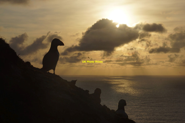 Photo 6"x4" Puffins in the sunset at Hermaness Burrafirth c2020