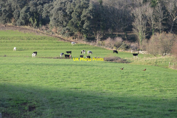 Photo 6"x4" Cattle grazing Abbotsbury\/SY5785 c2019