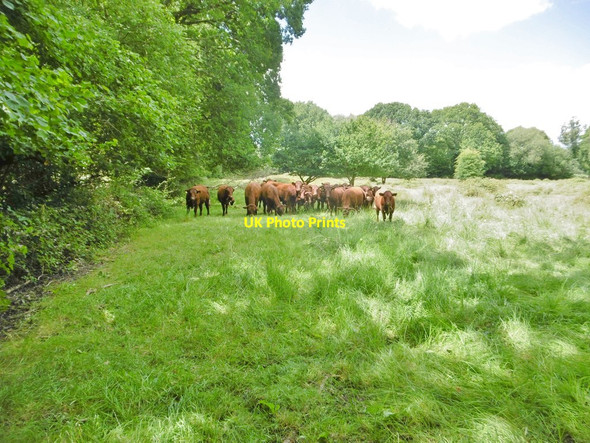 Photo 6"x4" Holt, cattle grazing Crooked Withies c2020